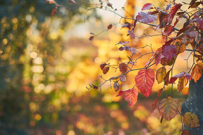 Close-up of tree