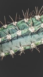 Close-up of cactus plant