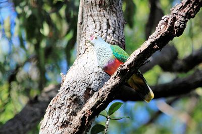 Close-up of bird perching on tree