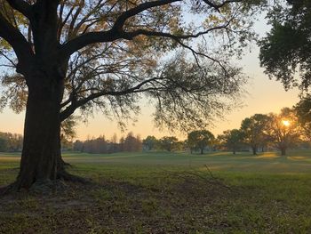 Trees on field against sky during sunset