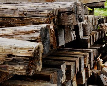 Stack of logs in forest