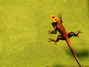 Close-up view of an animal in the dark