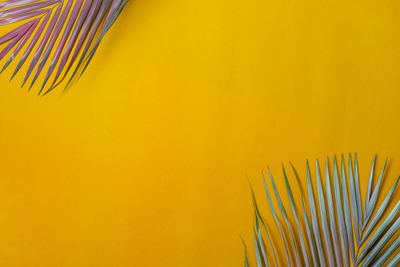 Close-up of fresh yellow table against orange background