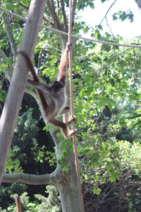 View of a bird on tree trunk