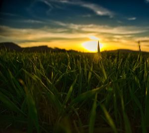 Scenic view of field against sky during sunset