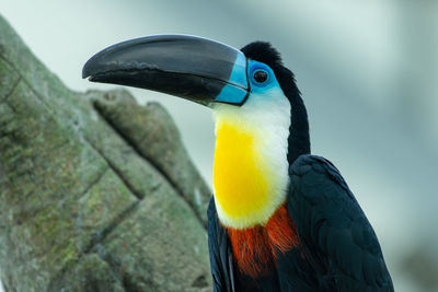 Close-up of bird perching