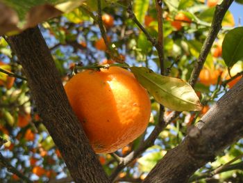 Close-up of leaves on tree