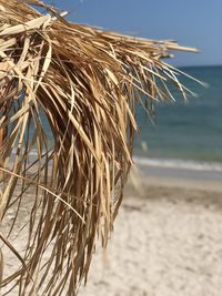 Close-up of dry plant on beach against sky