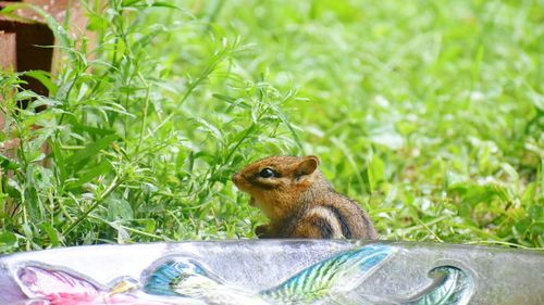 Squirrel sitting on grass