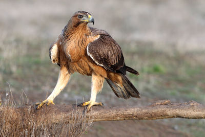 Bird perching on a tree