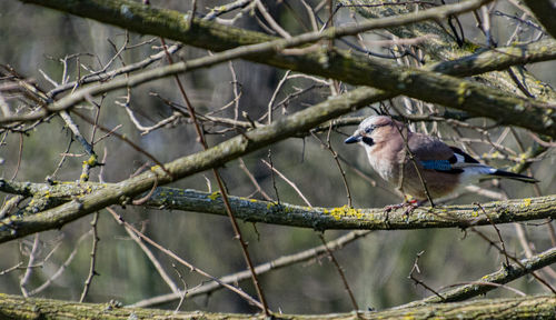 Birds perching on a branch