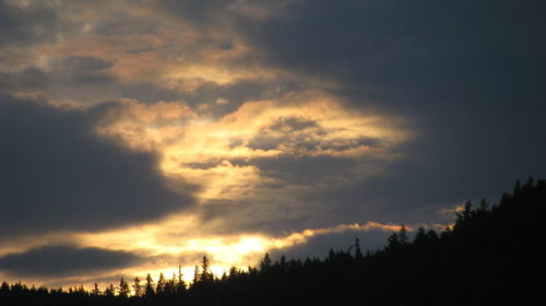 Low angle view of silhouette trees against sky