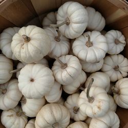 Full frame shot of white flowers for sale in market