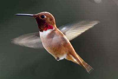 Close-up of a bird flying