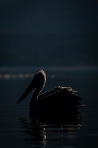 Close-up of pelican