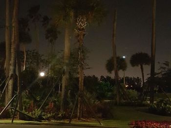 Low angle view of trees against sky at night