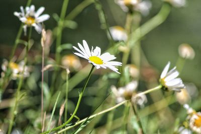 Close-up of white daisy plant