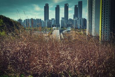 Plants growing on field against buildings in city