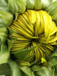 Full frame shot of green plant