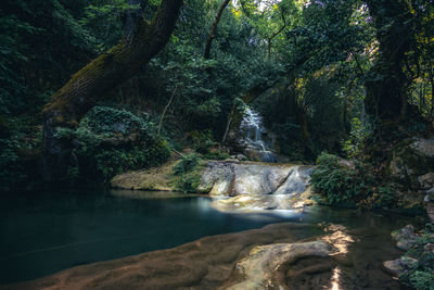 Scenic view of waterfall in forest