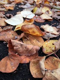 Close-up of autumn leaves