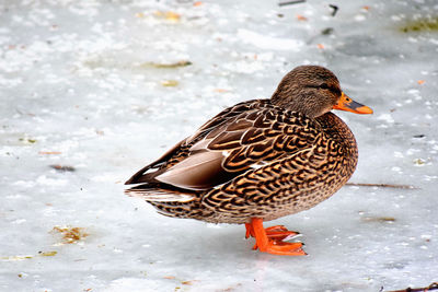 Close-up of female mallard duck on frozen lake