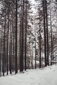 Trees on snow covered field in forest