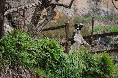 Portrait of deer in forest
