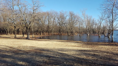 Scenic view of bare trees by lake against sky