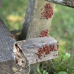 Close-up of fungus on tree trunk