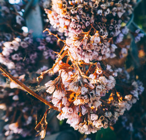 Close-up of flowers on tree