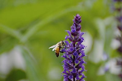 Close-up of bee pollinating on fresh purple flower