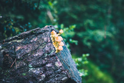 Close-up of lizard on tree trunk