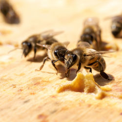 Close-up of bee feeding on wood