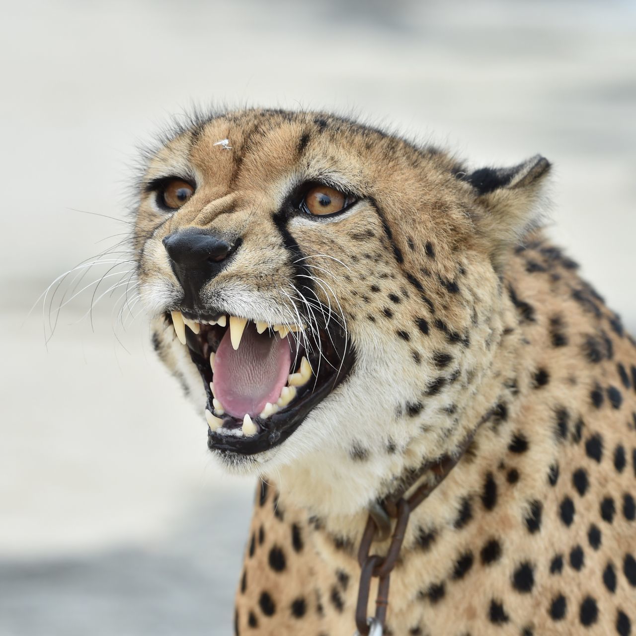 animal themes, one animal, animals in the wild, wildlife, animal head, animal markings, safari animals, close-up, mammal, portrait, focus on foreground, looking at camera, animal body part, giraffe, zoology, leopard, front view, vertebrate, natural pattern