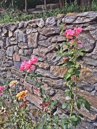 Close-up of pink flowers growing on stone wall