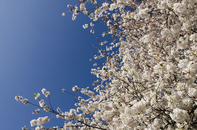 Low angle view of cherry blossom tree