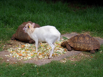 Tortoises and fawn amidst grassy field