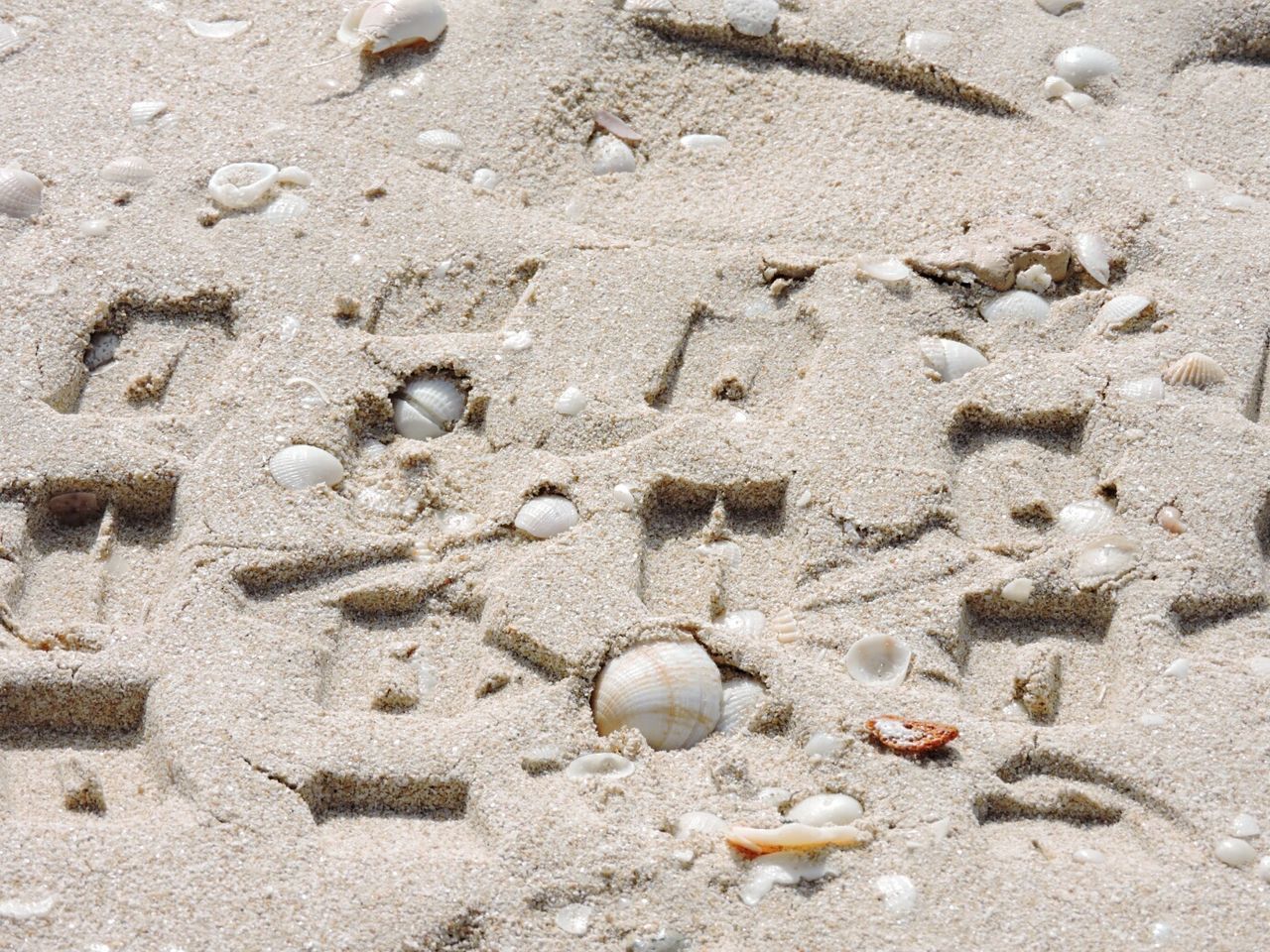 CLOSE-UP OF SEASHELL ON SAND