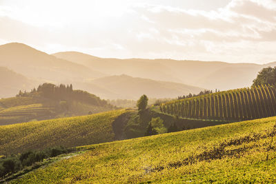 Scenic view of agricultural field against sky