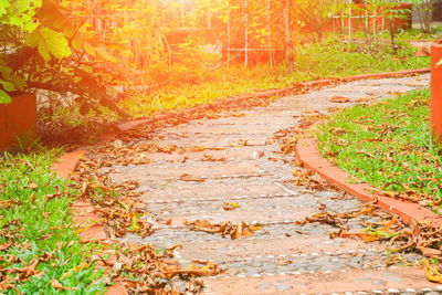 Footpath amidst leaves in forest during autumn
