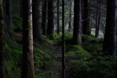 Trees growing in forest