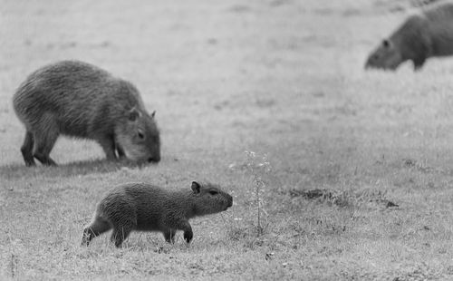 Side view of two dogs on land