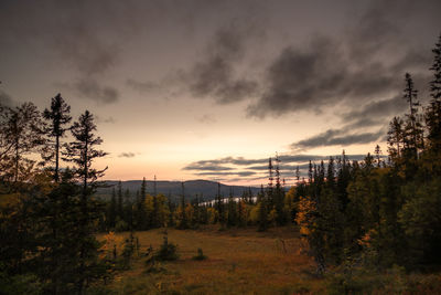 Scenic view of forest against sky during sunset