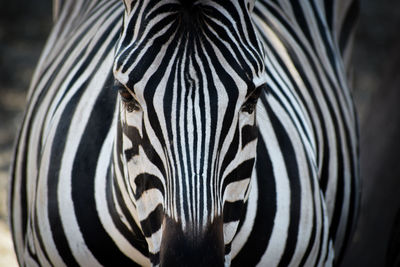 Close-up portrait of a zebra