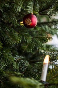 Low angle view of christmas tree