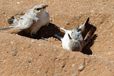 Side view of birds eating on land