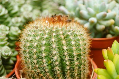 Close-up of cactus plant