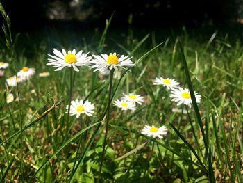 Close-up of white flowers blooming on field