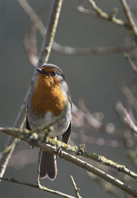 Close-up of bird perching on twig